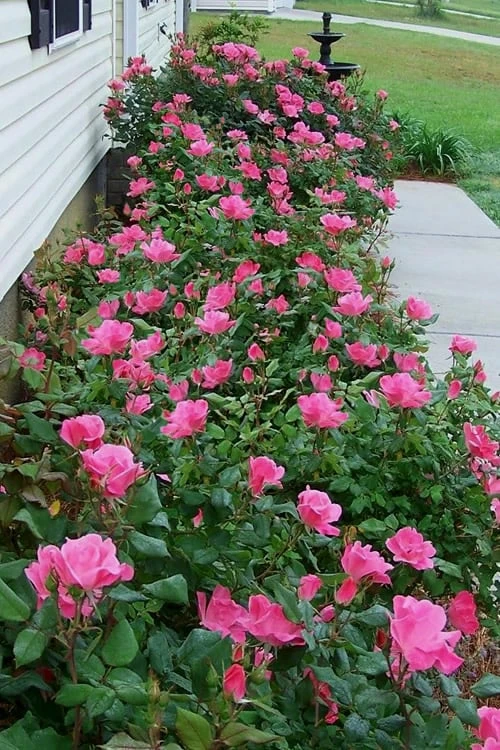 Pink Knock Out Rose - 1 Gallon Pot - Image 4