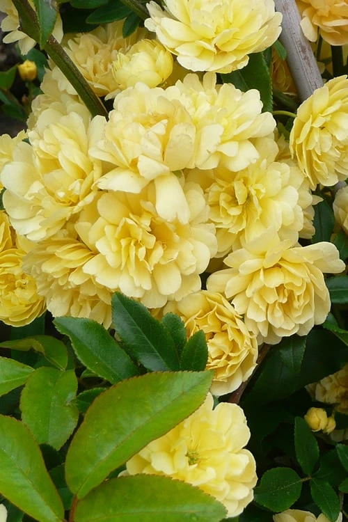 Lady Banks Yellow Rose - 3 Gallon Pot - Image 7