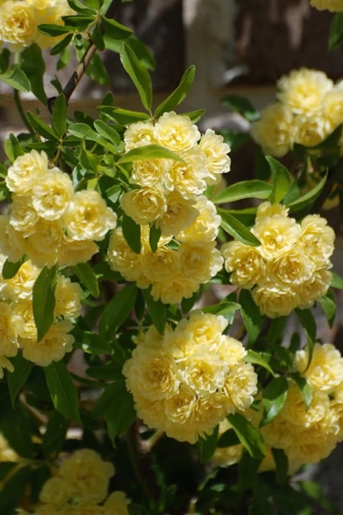 Lady Banks Yellow Rose - 3 Gallon Pot - Image 5