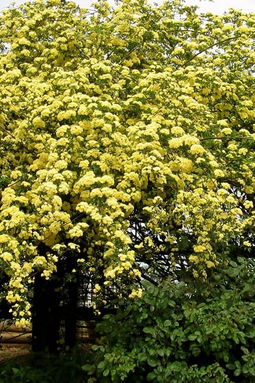 Lady Banks Yellow Rose - 2 Gallon Pot - Image 4