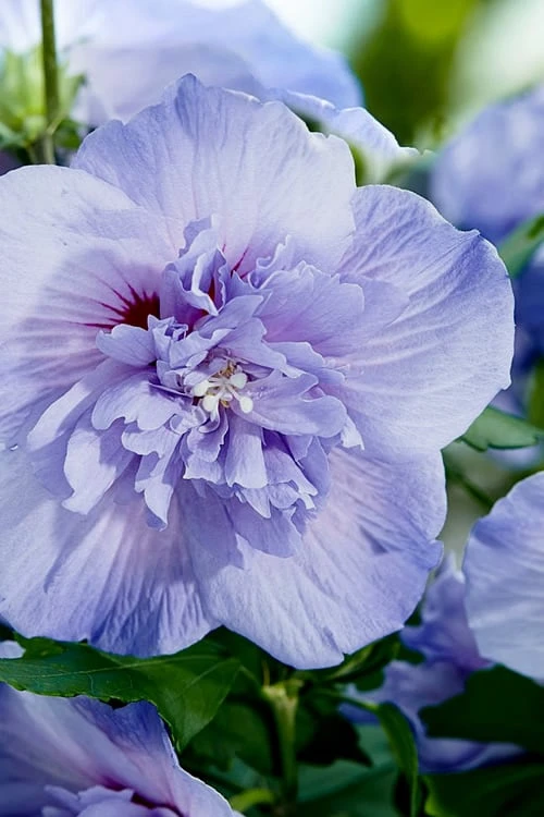 Blue Chiffon Rose Of Sharon - 1 Gallon Pot - Image 5