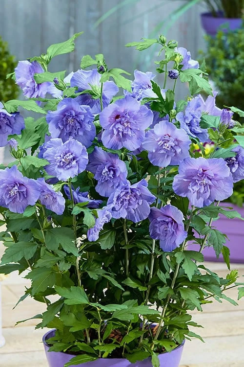 Blue Chiffon Rose Of Sharon - 1 Gallon Pot - Image 6