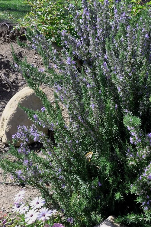 Barbeque Rosemary Plant - 1 Gallon Pot - Image 4