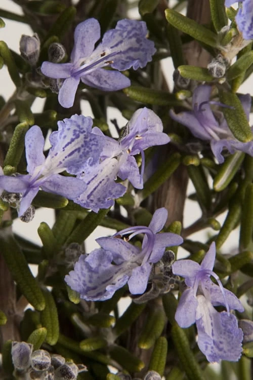 Barbeque Rosemary Plant - 1 Gallon Pot - Image 5