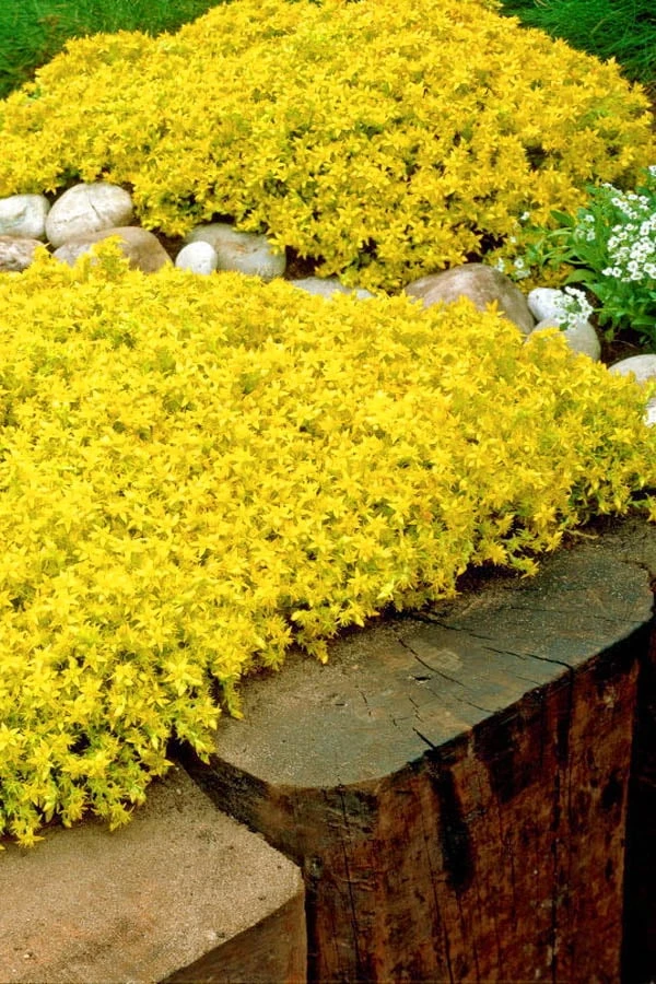 Gold Moss Sedum - 10 Pack Of 4" Pint Pots