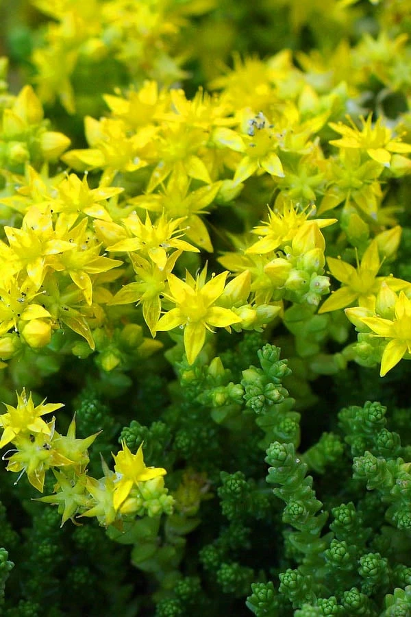 Gold Moss Sedum - 10 Pack Of 4" Pint Pots - Image 6
