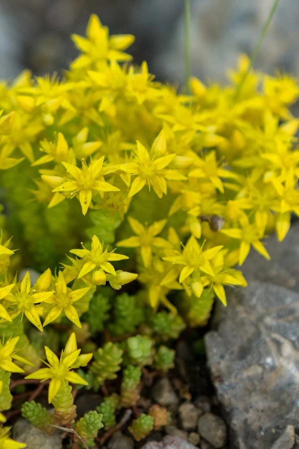 Gold Moss Sedum - 10 Pack Of 4" Pint Pots - Image 8