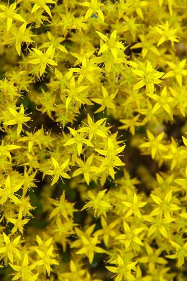 Gold Moss Sedum - 10 Pack Of 4" Pint Pots - Image 4