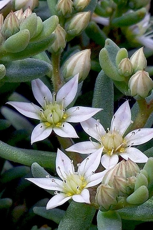 Tiny Buttons Sedum Hispanicum - 10 Pack Of Pint Pots - Image 7