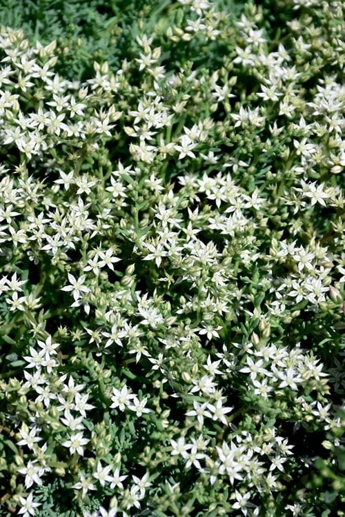 Tiny Buttons Sedum Hispanicum - 10 Pack Of Pint Pots - Image 8