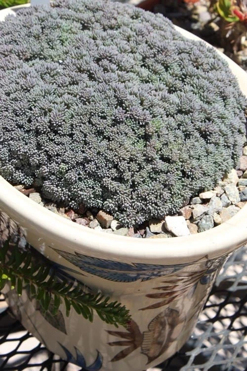 Tiny Buttons Sedum Hispanicum - 10 Pack Of Pint Pots - Image 5
