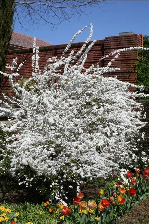 Plena Double Bridal Wreath Spirea (Spirea Prunifolia) - 6 Pack Of 1 Gallon Pots - Image 4