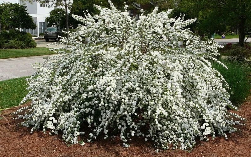 Reeves Bridal Wreath Spirea - 1 Gallon Pot - Image 5