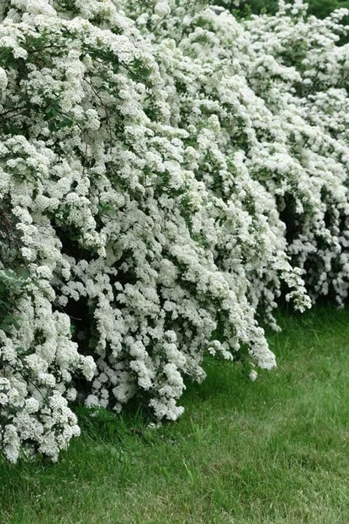 Reeves Bridal Wreath Spirea - 1 Gallon Pot - Image 6