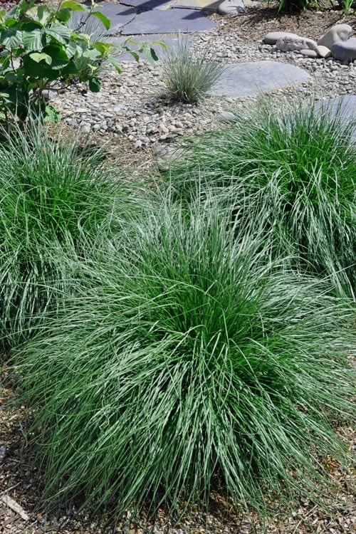 Tufted Hair Grass (Deschampsia Cespitosa) - 16 Pack Of 1 Gallon Pots - Image 5