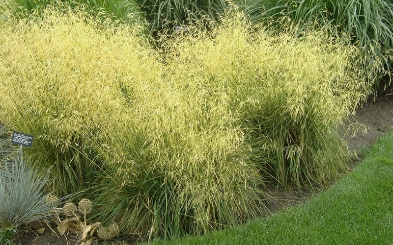 Tufted Hair Grass (Deschampsia Cespitosa) - 16 Pack Of 1 Gallon Pots - Image 4
