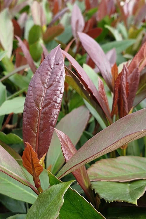 Coppertop Sweet Viburnum - 3 Gallon Pot - Image 4