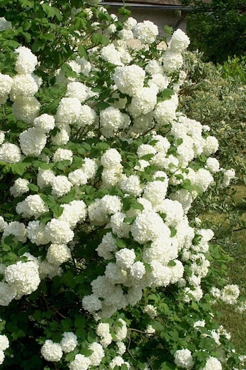 European Snowball Viburnum Bush - 3 Gallon Pot - Image 4