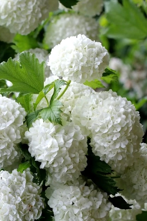 European Snowball Viburnum Bush - 3 Gallon Pot - Image 5