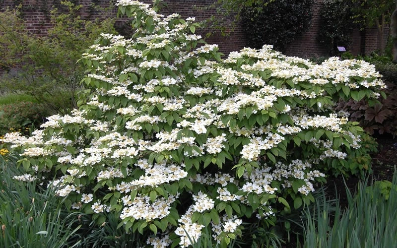 Mariesii Doublefile Viburnum - 3 Gallon Pot - Image 4