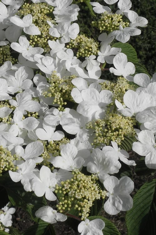 Mariesii Doublefile Viburnum - 1 Gallon Pot - Image 4