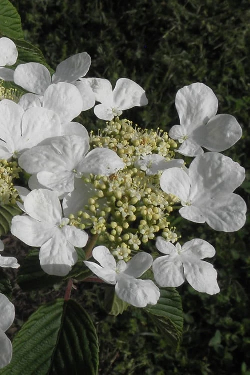 Mariesii Doublefile Viburnum - 1 Gallon Pot - Image 6