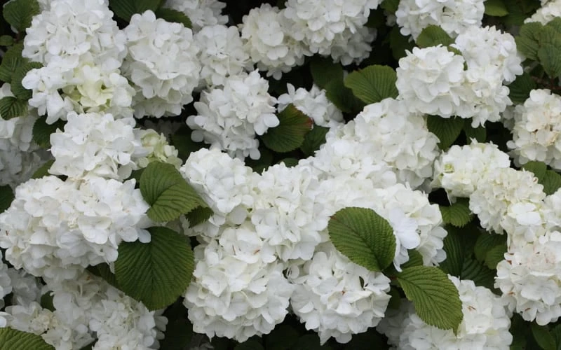 Popcorn Snowball Viburnum Bush - 3 Gallon Pot - Image 5