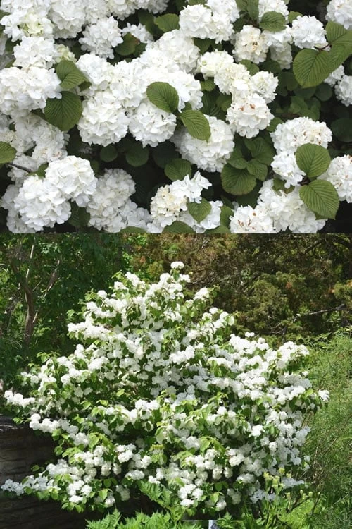 Popcorn Snowball Viburnum Bush - 3 Gallon Pot - Image 4