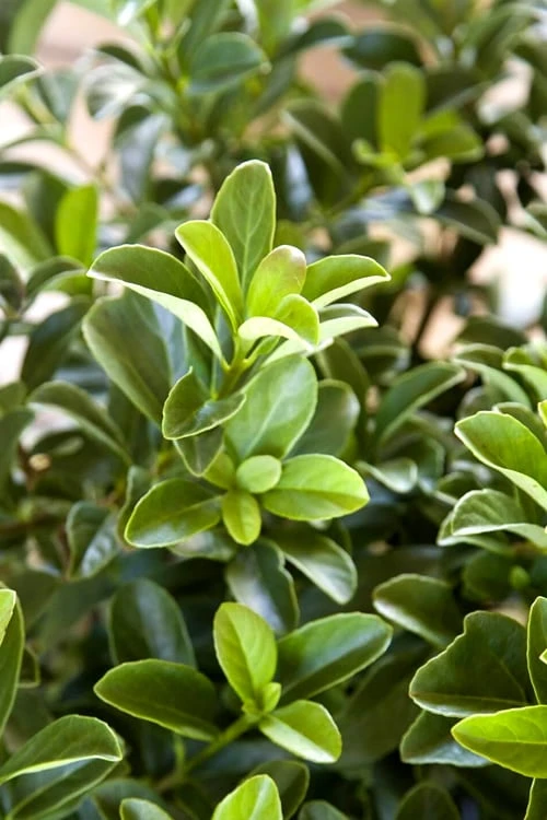 Sugar Cookie Sweet Viburnum - 3 Gallon Pot - Image 5