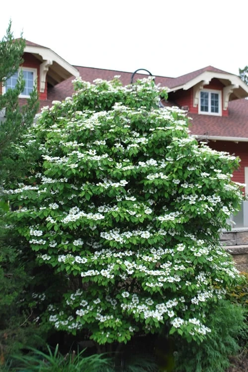Summer Snowflake Viburnum - 1 Gallon Pot - Image 8