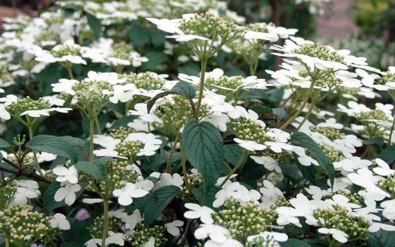Summer Snowflake Viburnum - 3 Gallon Pot - Image 9