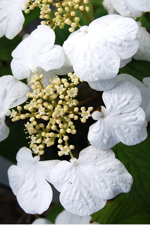 Summer Snowflake Viburnum - 3 Gallon Pot - Image 6
