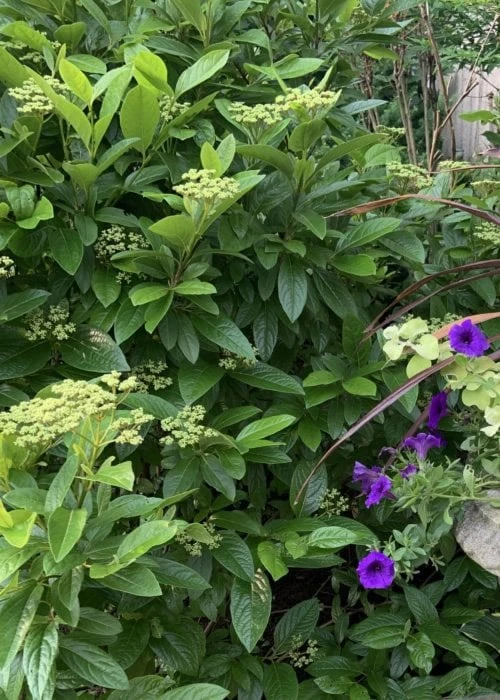 Winterthur Viburnum - 1 Gallon Pot - Image 7