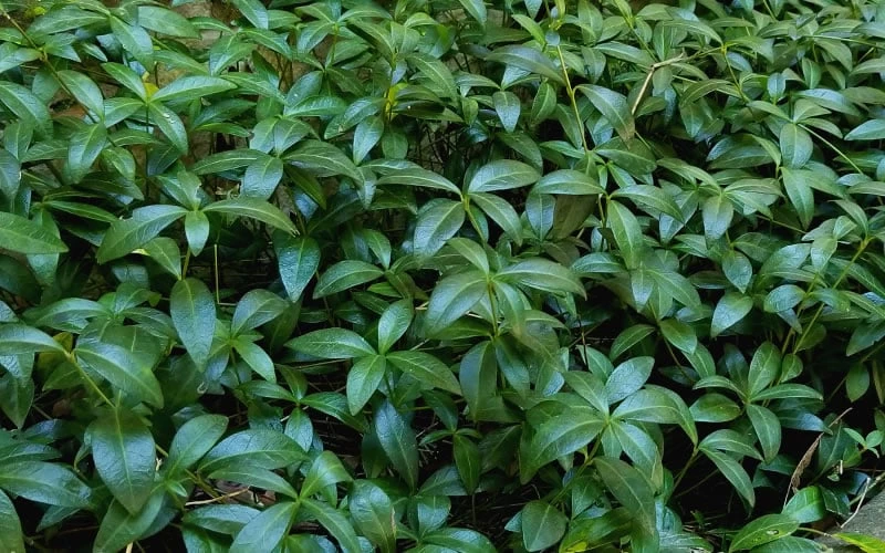 White Evergreen Periwinkle (Vinca Minor 'Alba') - 5 Pack Of Pint Pots - Image 6