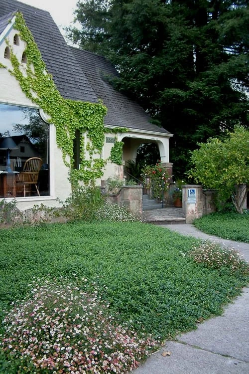 White Evergreen Periwinkle (Vinca Minor 'Alba') - 5 Pack Of Pint Pots - Image 4