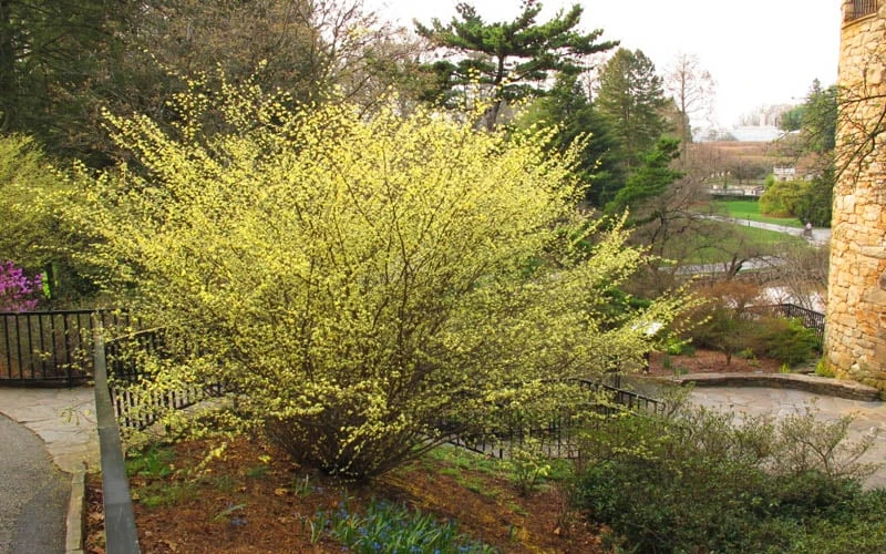 Winterthur Winterhazel (Corylopsis) - 2 Gallon Pot - Image 5