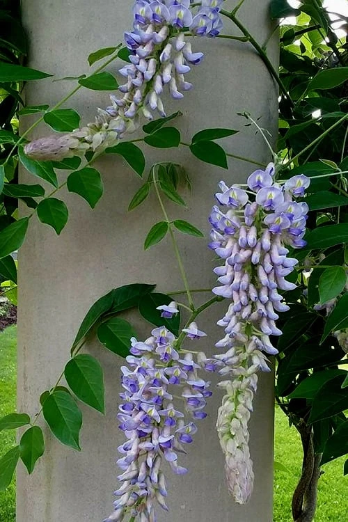 Blue Moon Wisteria Vine - 1 Gallon Pot - Image 6