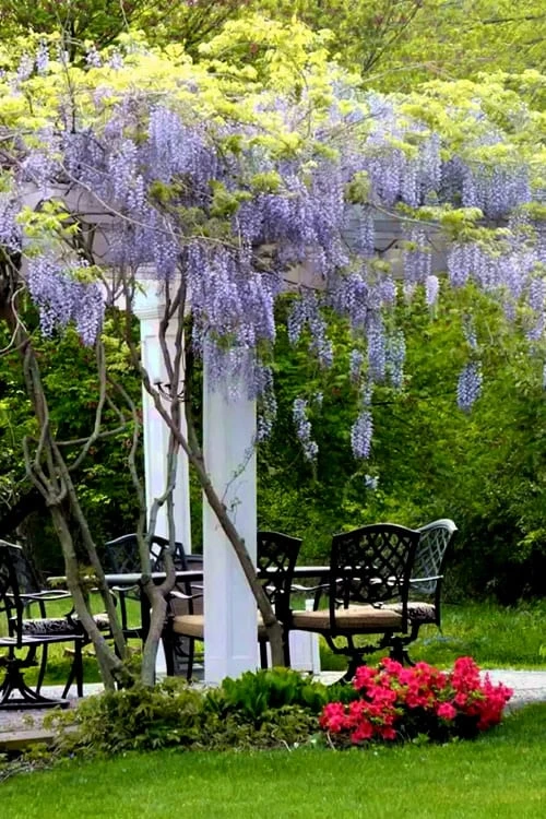 Blue Moon Wisteria Vine - 1 Gallon Pot - Image 4