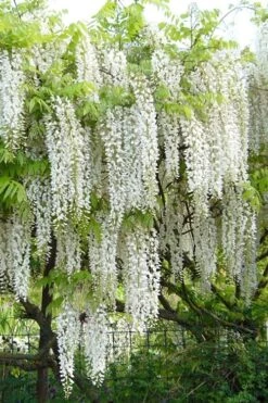 Snow Showers White Wisteria - 5 Gallon Pot