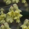 Winterthur Winterhazel (Corylopsis) - 2 Gallon Pot