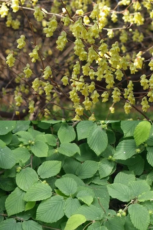 Winterthur Winterhazel (Corylopsis) - 2 Gallon Pot - Image 4