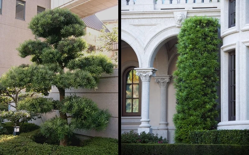 Podocarpus Macrophyllus Upright Yew - 6 Pack Of 1 Gallon Pots - Image 8