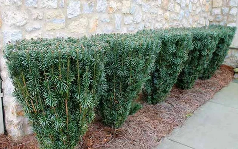 Upright Japanese Plum Yew - Cephalotaxus Harringtonia 'Fastigiata' - 6 Pack Of 1 Gallon Pots - Image 6