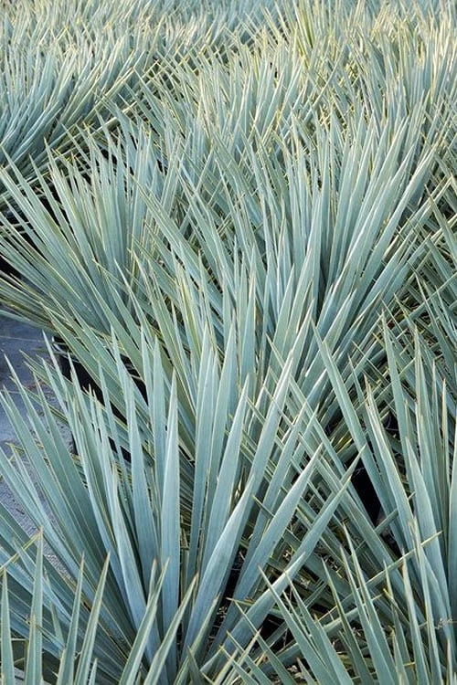 Blue Sentry Yucca - 1 Gallon Pot - Image 6
