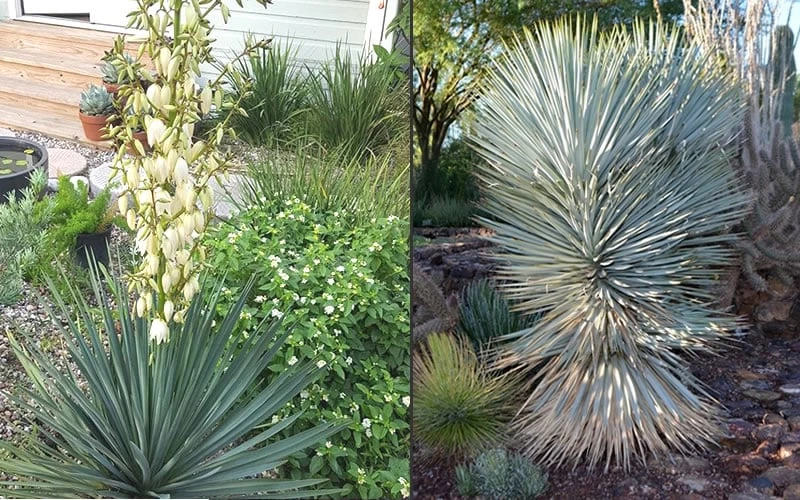 Blue Sentry Yucca - 1 Gallon Pot - Image 4