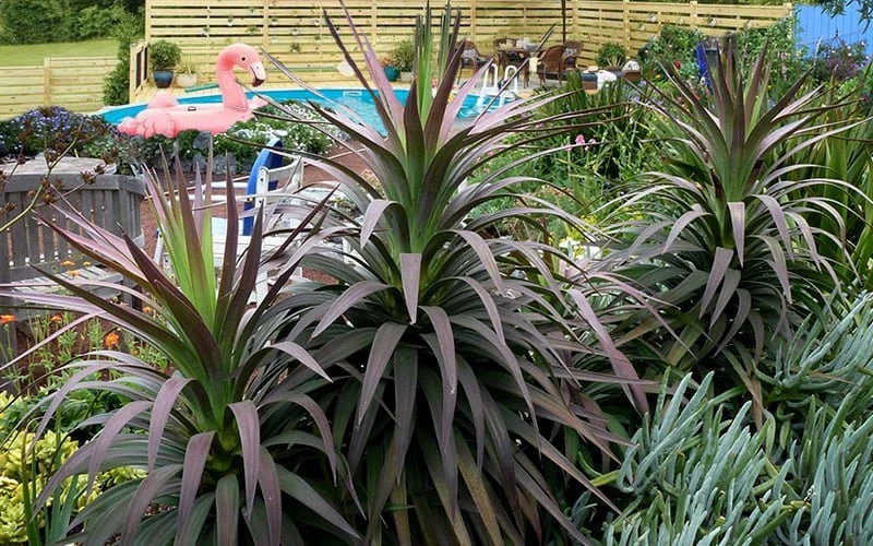 Blue Boy Yucca - 3 Gallon Pot - Image 4