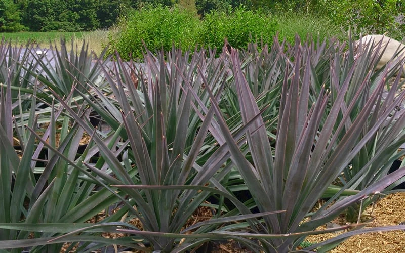 Magenta Magic Yucca - 1 Gallon Pot - Image 4