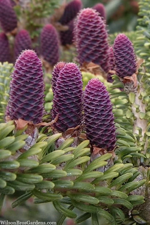 Horstmann's Silberlocke Korean Fir - 5 Gallon Pot - Image 5