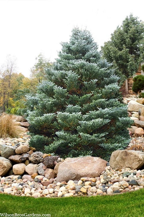 Horstmann's Silberlocke Korean Fir - 5 Gallon Pot - Image 6