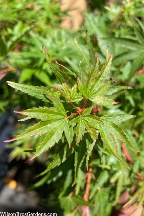 Corvallis Broom Dwarf Coral Bark Japanese Maple - 3 Gallon Pot - Image 8